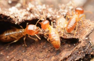 Termites Image